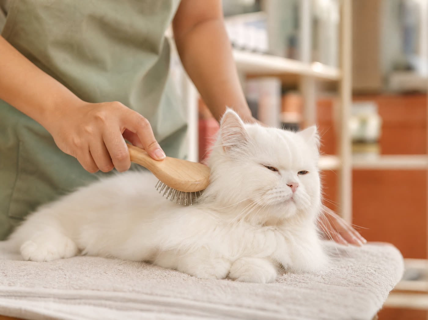 Gently brushing a white cat